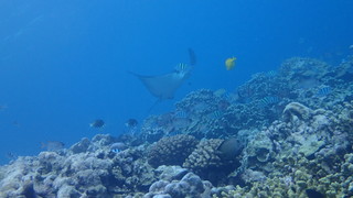 サイパンダイビング