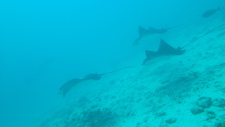 サイパンダイビング