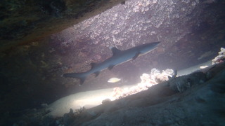 サイパンダイビング