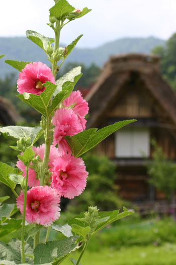 明日から7月 世界遺産 白川郷 ?