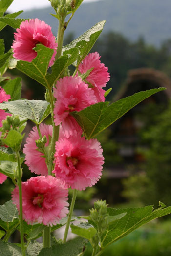 明日から7月 世界遺産 白川郷 ?