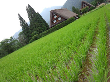 緑にそまる自然を背景に?