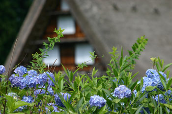 緑にそまる自然を背景に?