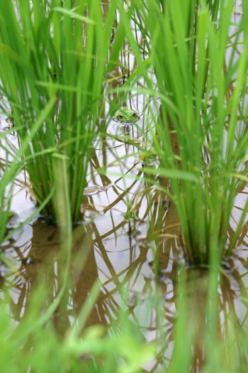 世界遺産白川郷合掌集落 カエル?