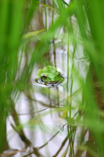 世界遺産白川郷合掌集落 カエル?