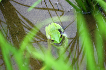 世界遺産白川郷合掌集落 カエル?