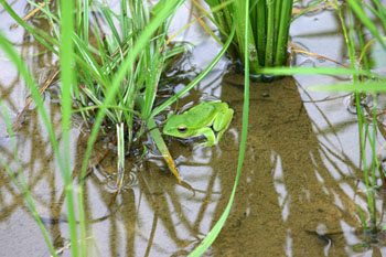 世界遺産白川郷合掌集落 カエル?