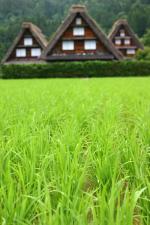 世界遺産白川郷合掌集落 カエル?