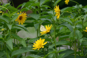 白川郷 合掌小屋 ?