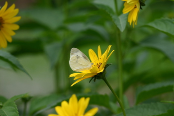 白川郷 合掌小屋 ?