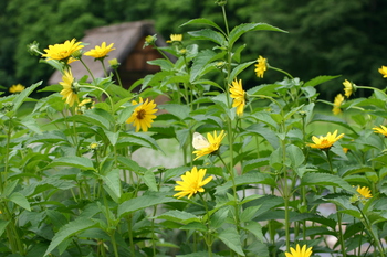 白川郷 合掌小屋 ?