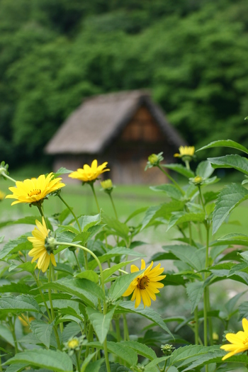 白川郷 合掌小屋 ?