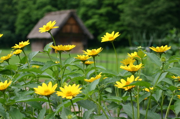 白川郷 合掌小屋 ?