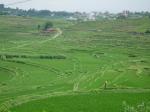 Khokana段々田んぼ２