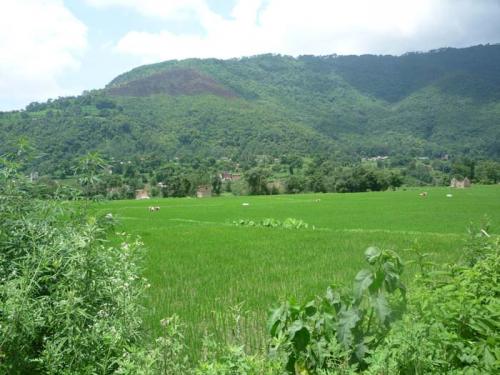 Khokana段々田んぼ５