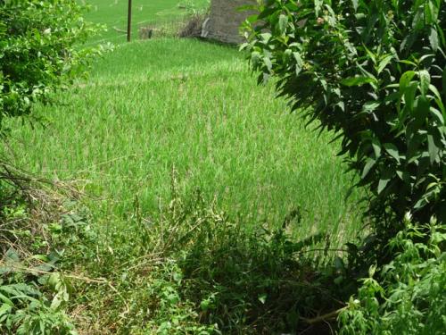 Khokana段々田んぼ８