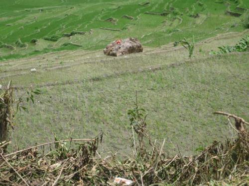 Khokana段々田んぼ９