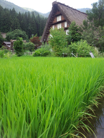 今年の夏休み／お盆休みは、白川郷で?