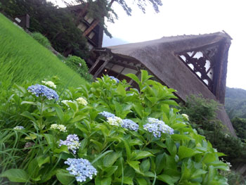 今年の夏休み／お盆休みは、白川郷で?