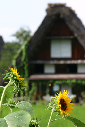 【お盆】夏の世界遺産 白川郷を楽しむ ?