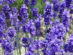 lavender_1