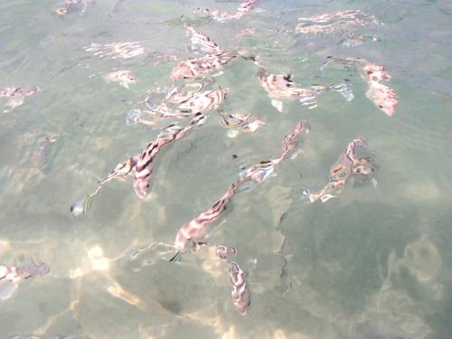 カヌメラビーチ