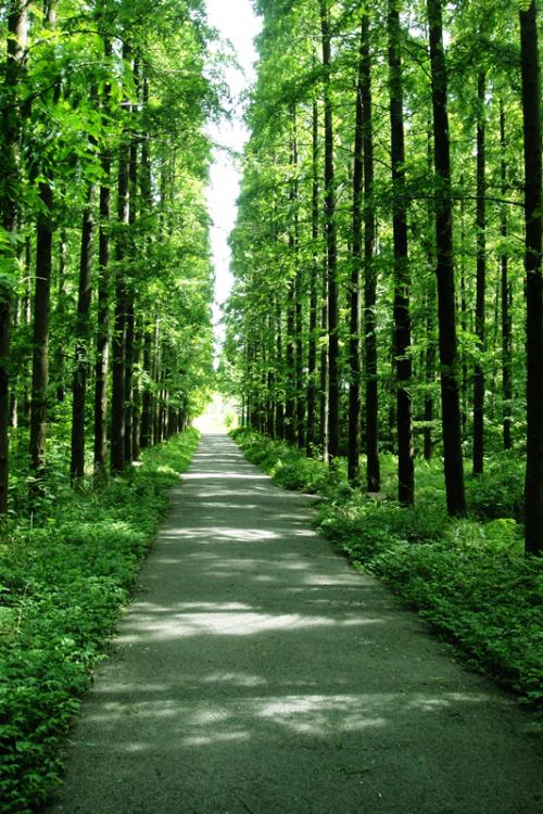 東平森林公園２