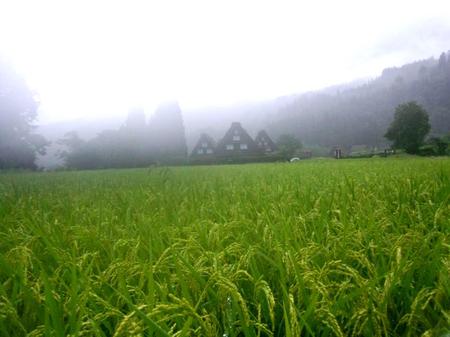 大自然に囲まれた白川郷 ?