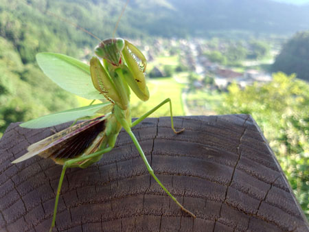 カマキリ?