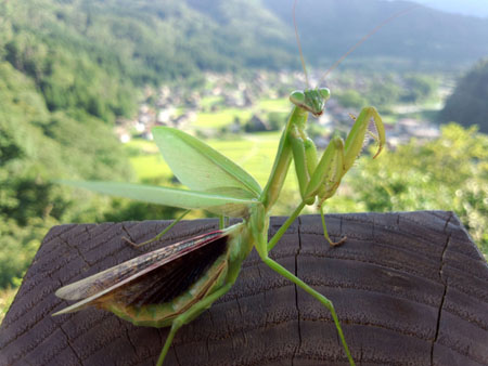 カマキリ?