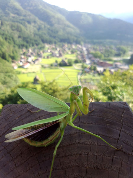 カマキリ?
