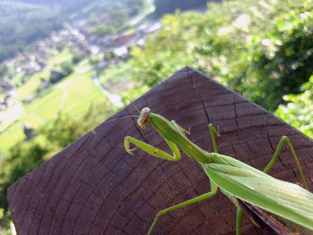カマキリ?