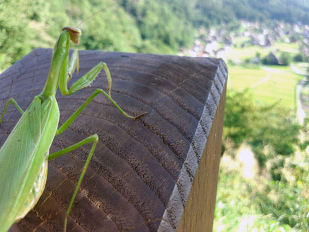 カマキリ?
