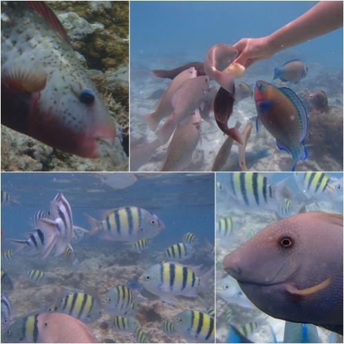 サイパン/マニャガハ・魚