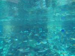 アドベンチャー・コーブ４