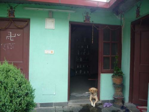 2013年ナーガ・パンチャミ5