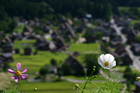 白川郷へ行こう〜?
