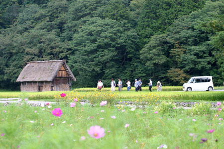 (n‘∀‘)η 黄金色に染まった稲穂 ?