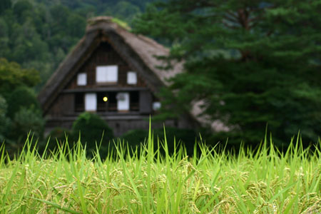 (n‘∀‘)η 黄金色に染まった稲穂 ?