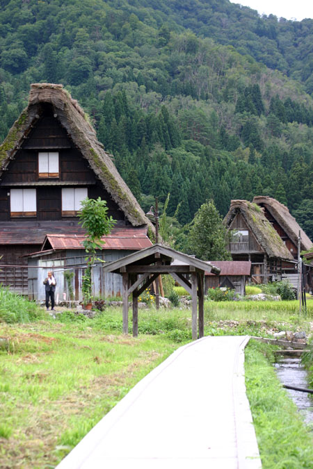 (n‘∀‘)η 黄金色に染まった稲穂 ?