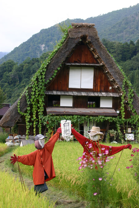 (n‘∀‘)η 黄金色に染まった稲穂 ?