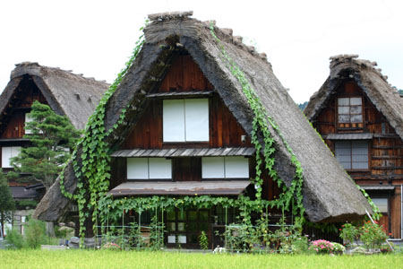 (n‘∀‘)η 黄金色に染まった稲穂 ?