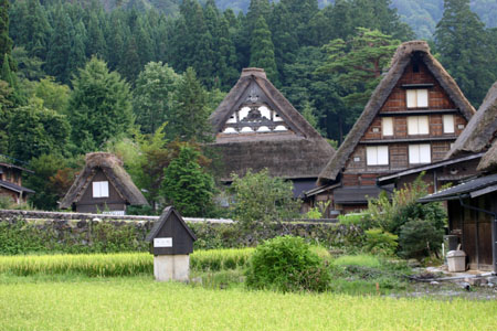 (n‘∀‘)η 黄金色に染まった稲穂 ?