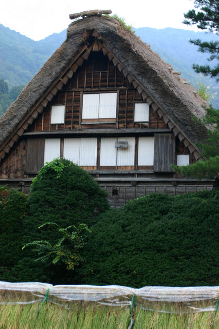 白川郷〜稲刈り〜始まる １