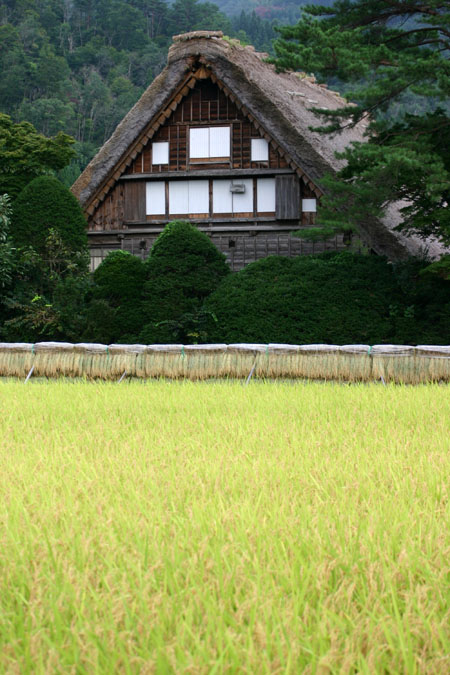 白川郷〜稲刈り〜始まる ３