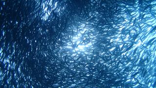 サイパンダイビング