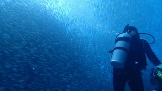 サイパンダイビング