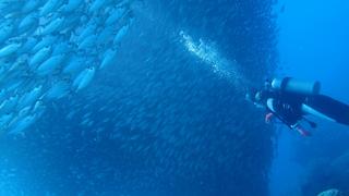 サイパンダイビング