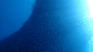 サイパンダイビング