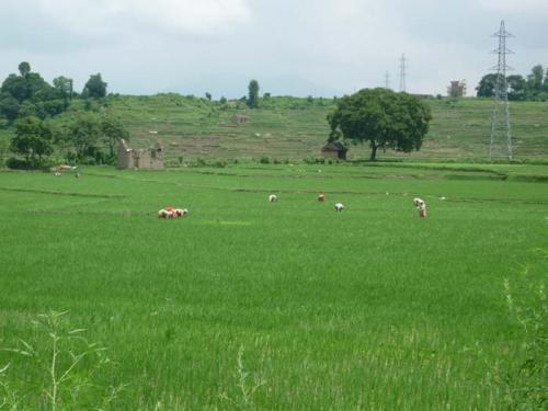 Khokanaの大きな木２